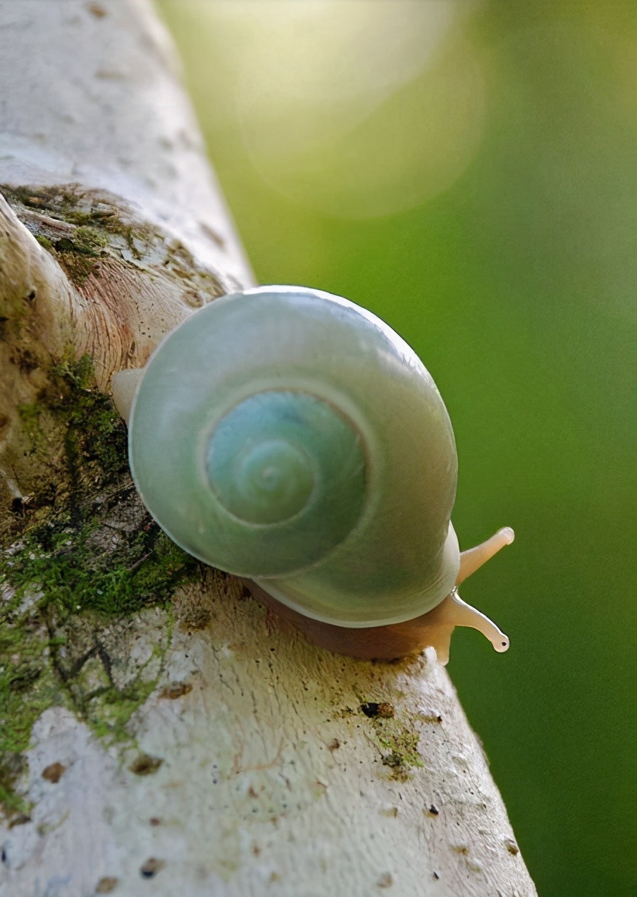 各种各样的蜗牛简单的,各种各样的蜗牛视频