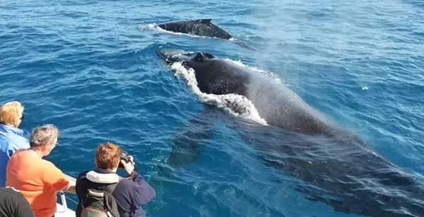 日本白川乡旅游攻略,上海去日本旅游最好的攻略