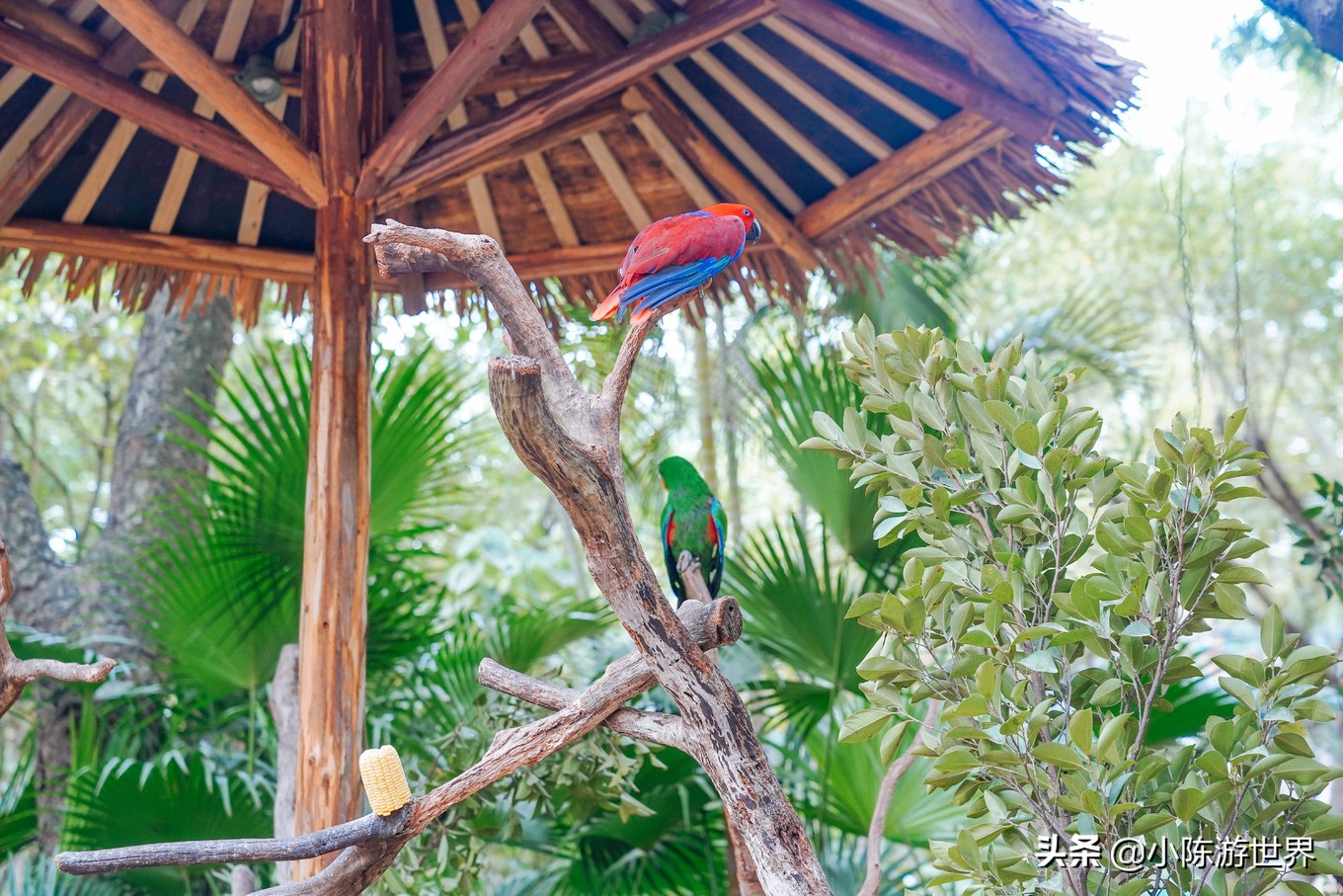 寒假广州长隆三天两夜亲子游攻略,带孩子广州长隆旅游攻略