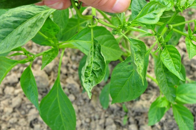 辣椒叶子卷曲是什么病用什么药,辣椒叶子发皱简易补救