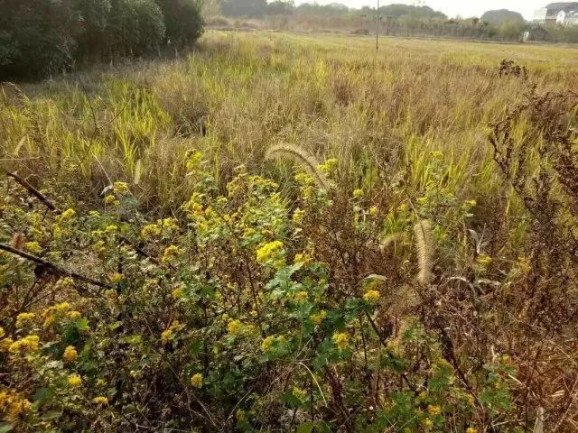 草木人间*我说的小*菊黄**,是好吃的菊花脑
