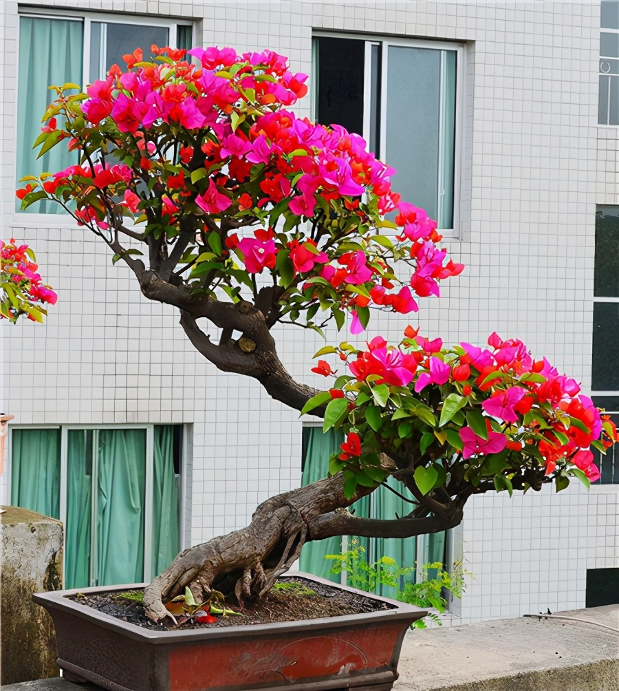 四种便宜又好养的花卉,一年四季最好养的盆景花