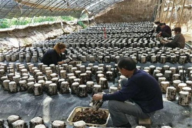 适合鲁北种植的黑木耳高产品种,黑木耳露地栽培技术工艺与管理