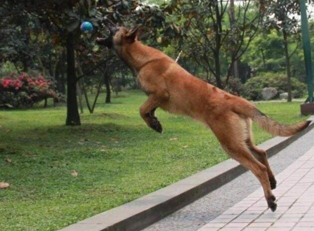 被禁养的狗有狗证也不行吗,马犬成都属于禁养犬吗