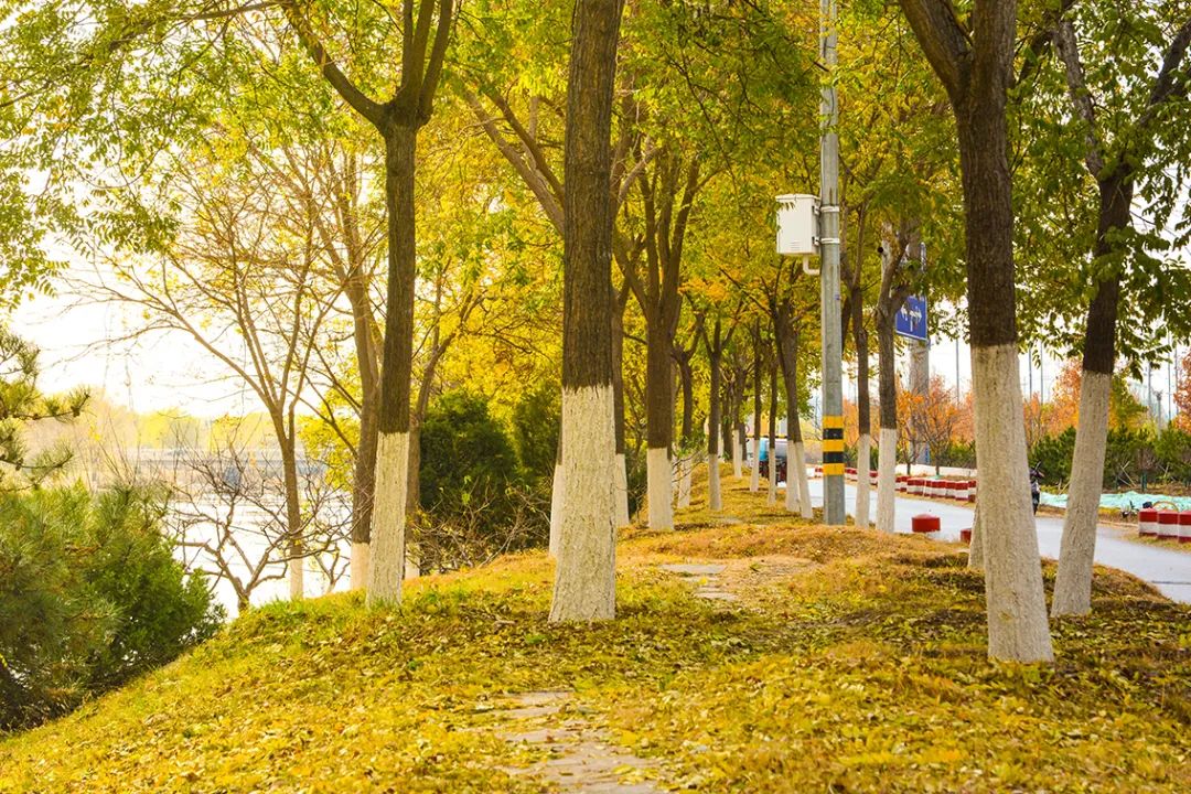 北京新开40个公园在哪里,北京十佳公园