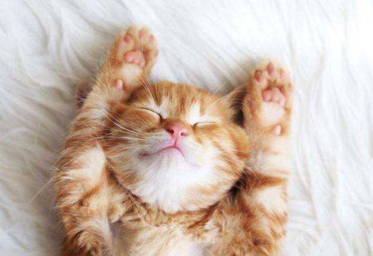 猫咪不同的睡姿,表达的情绪可不一样,快看看你家猫咪属于哪种？