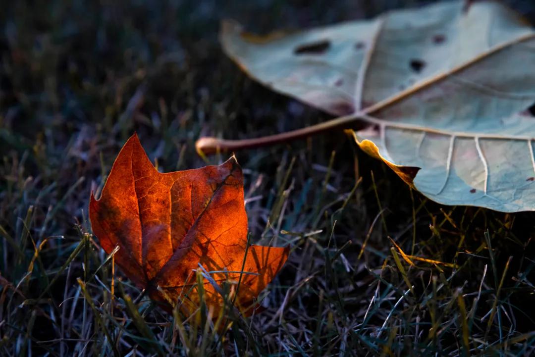 醉美大工秋|读书不觉已秋深，____________