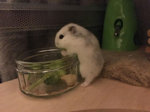 什么仓鼠爱吃西兰花,仓鼠能不能吃绿色的西兰花