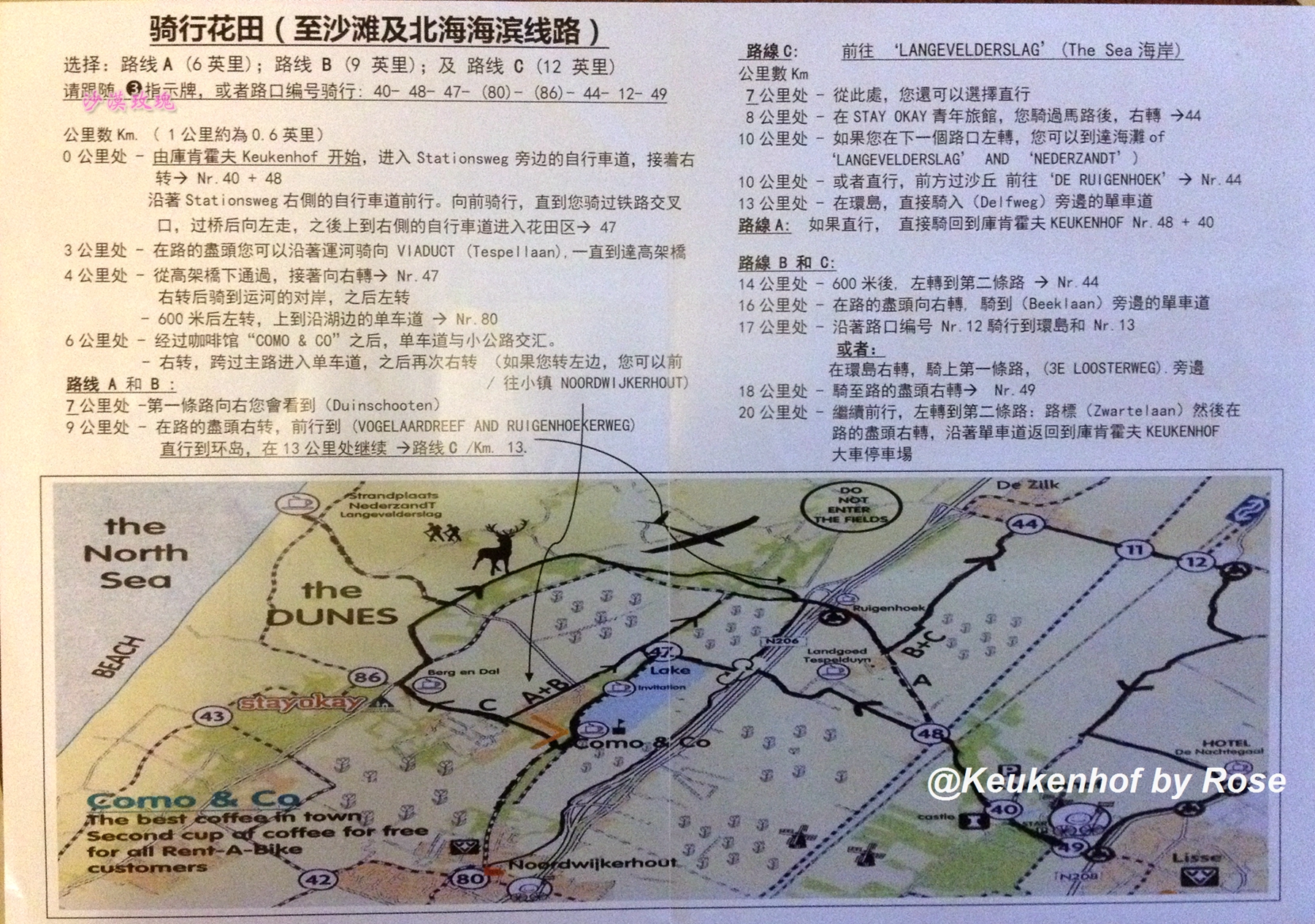 带你观赏荷兰郁金香,荷兰郁金香花海什么时候开