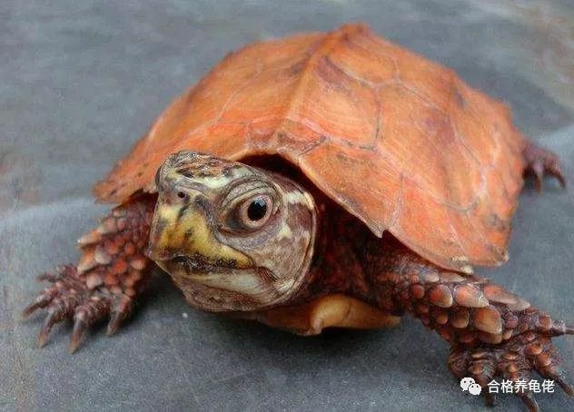 从环境上根治龟的腐皮(为CHOOSING林仔更新)