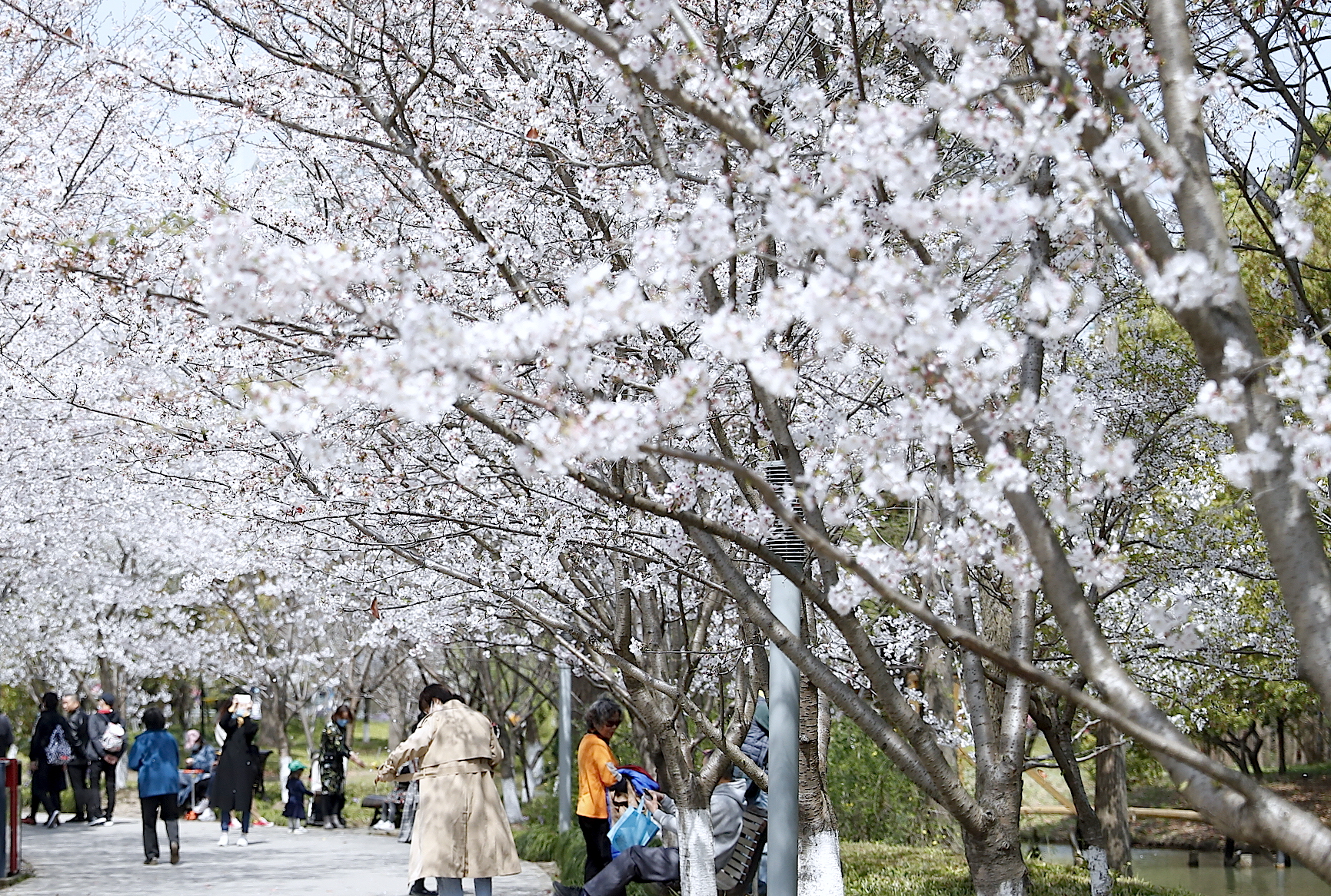 3月份赏樱花就不能只赏樱花,国内赏樱花这五处地方值得一去