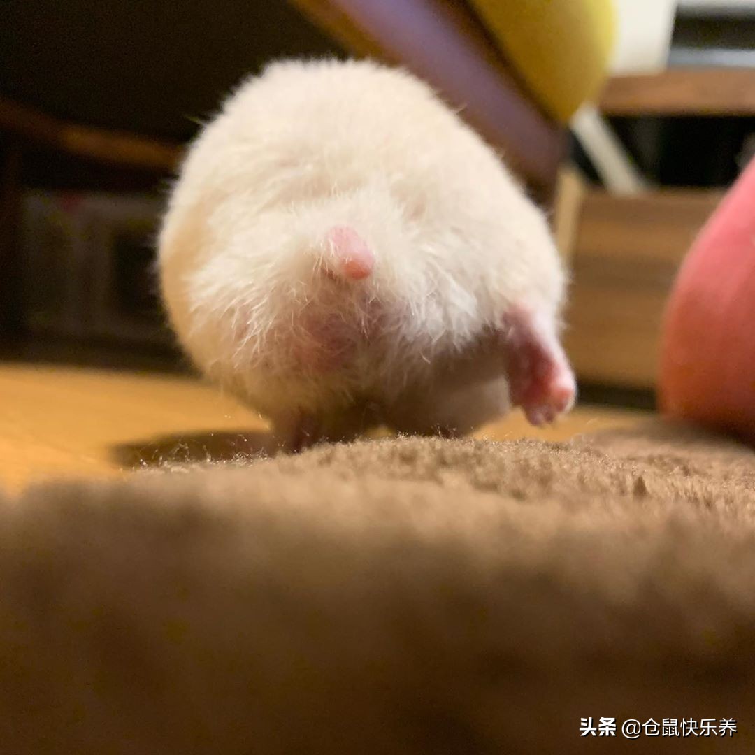 快一年的仓鼠突然很瘦但是爱运动,仓鼠幼鼠不爱运动