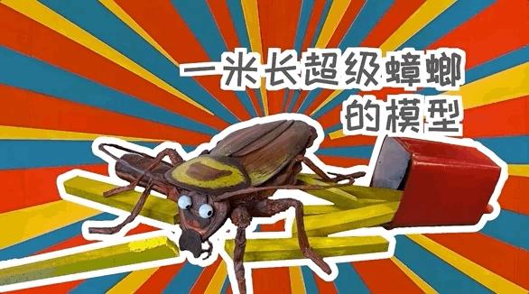 如何灭绝室内蟑螂虫卵,消除老房子蟑螂的方法