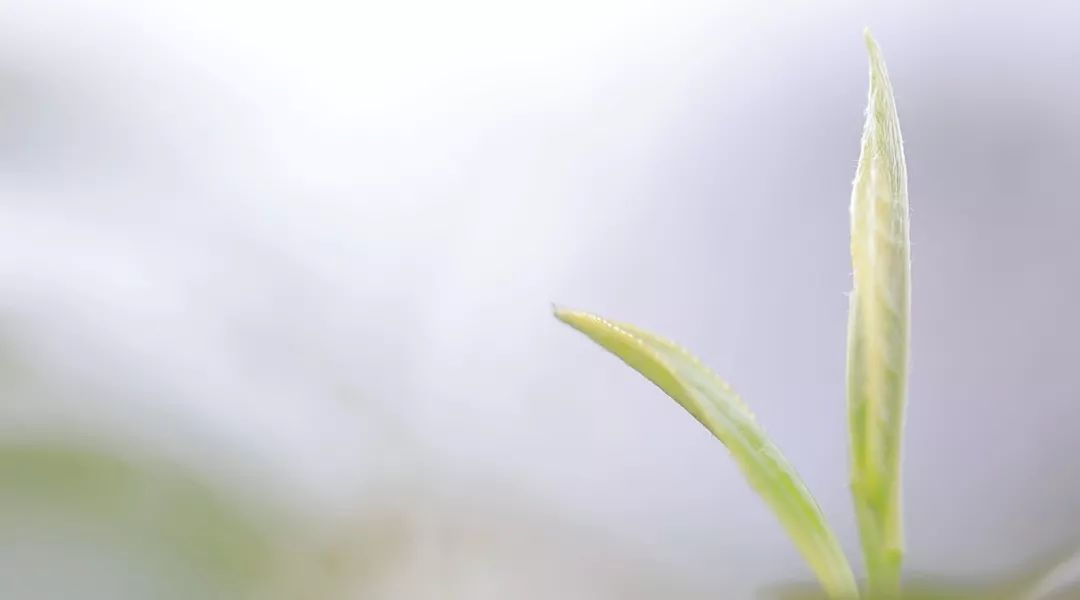 最全入门茶知识这一篇就够了,最全中国茶基础知识学茶必备