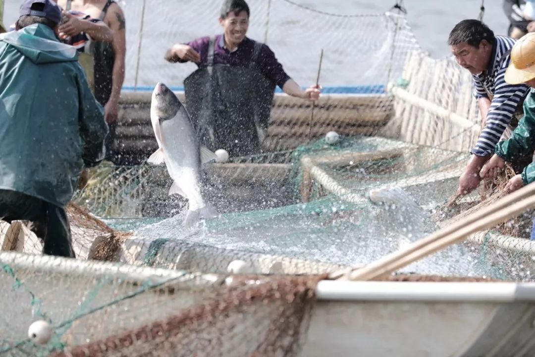没有硬菜怎么下酒,宁波人吃年夜饭有什么菜