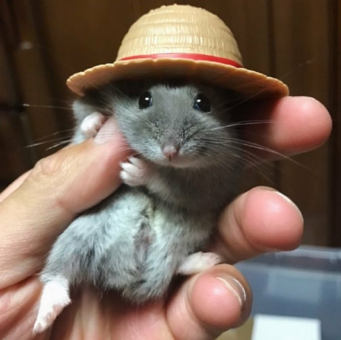 海贼王娜美cos真人版,海贼王娜美cosplay神还原