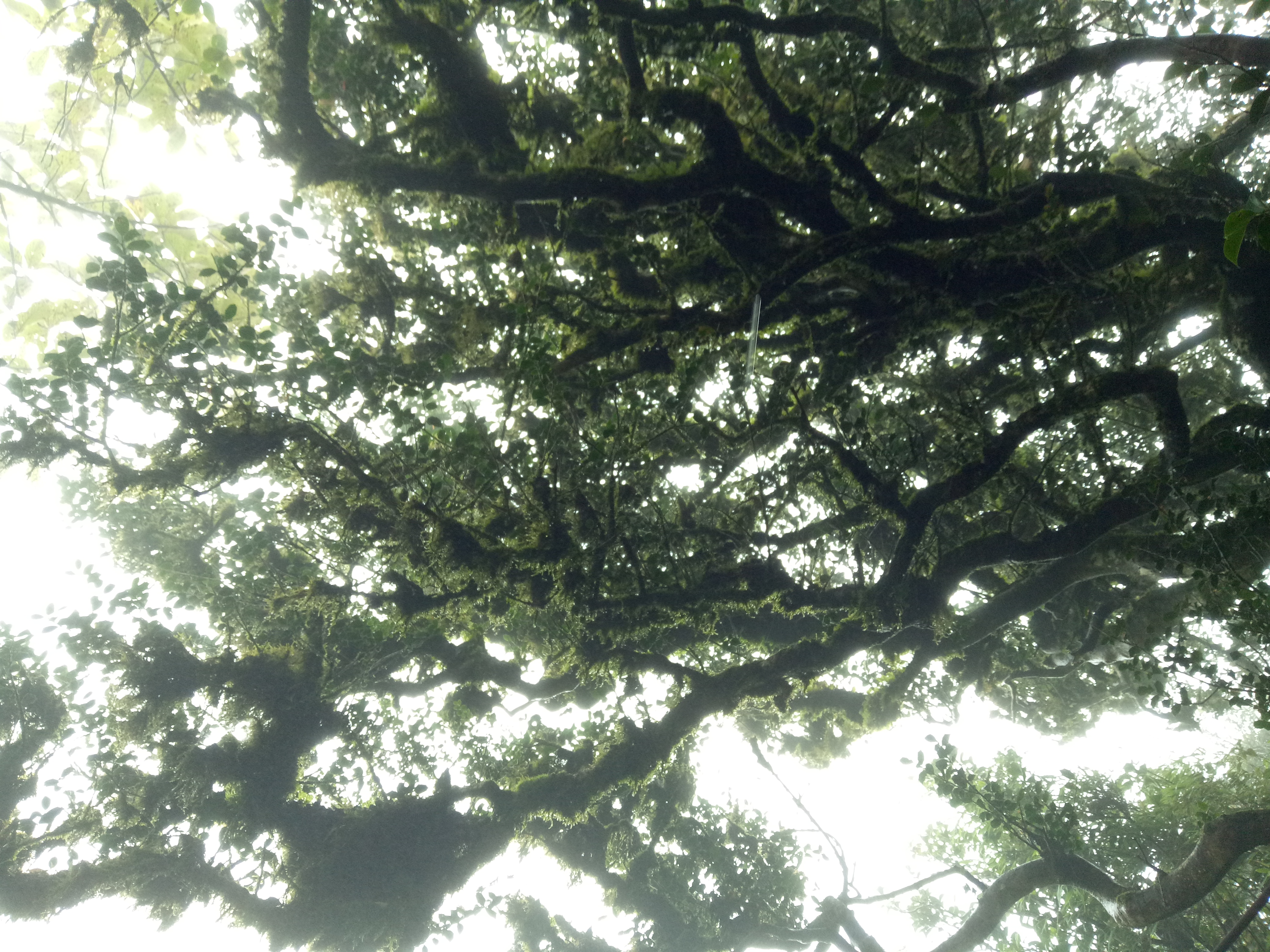 桂林猫儿山一日游攻略,桂林猫儿山旅游攻略一日游