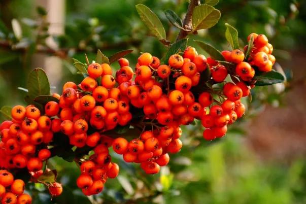 80后90后农村儿时零食野果,在海南儿时吃的野果还记得几种