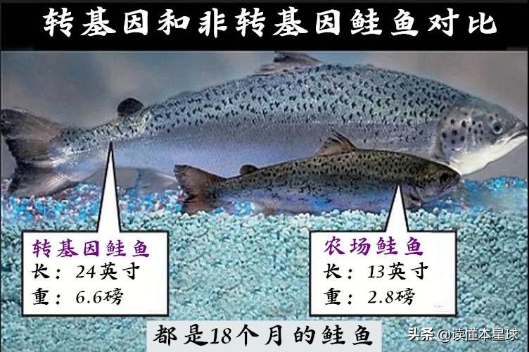 转基因鲑鱼,转基因大西洋鲑鱼