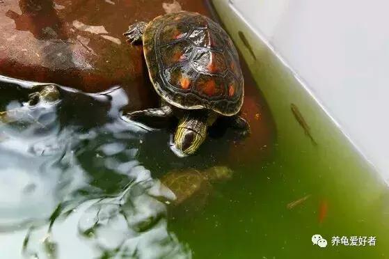 大型中华花龟怎么养,中华花龟怎么养啊图片