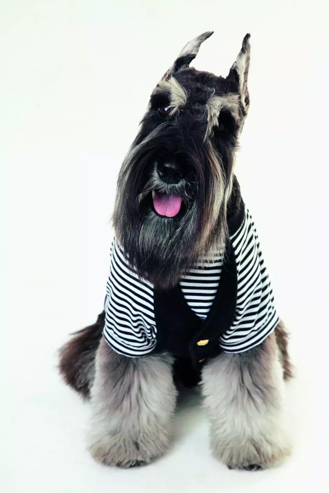 NO.1流行犬种——迷你雪纳瑞你了解多少？