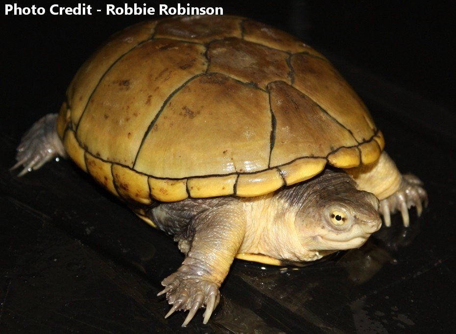 匠志萌宠乐园教学,匠志萌宠