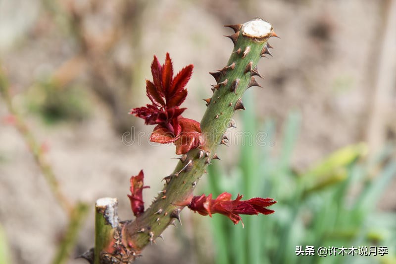 月季长得细开花少怎么办,月季叶子稀疏怎么办