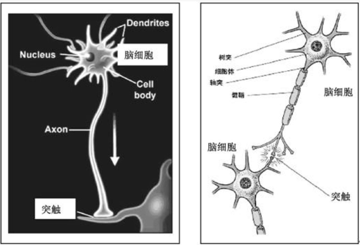哪款dha对大脑发育最好,dha可以帮助宝宝大脑发育吗