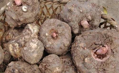 新鲜的魔芋该怎么吃,魔芋熟吃还是生吃