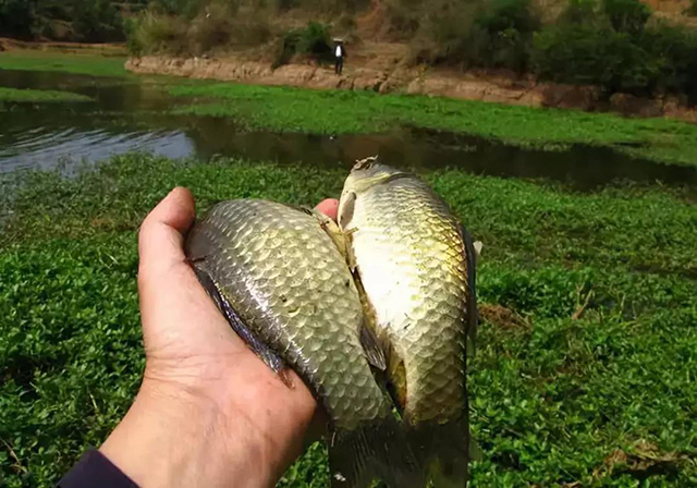 走钓鲫鱼钓法窍门大揭秘,野钓鲫鱼怎么找到最佳钓点