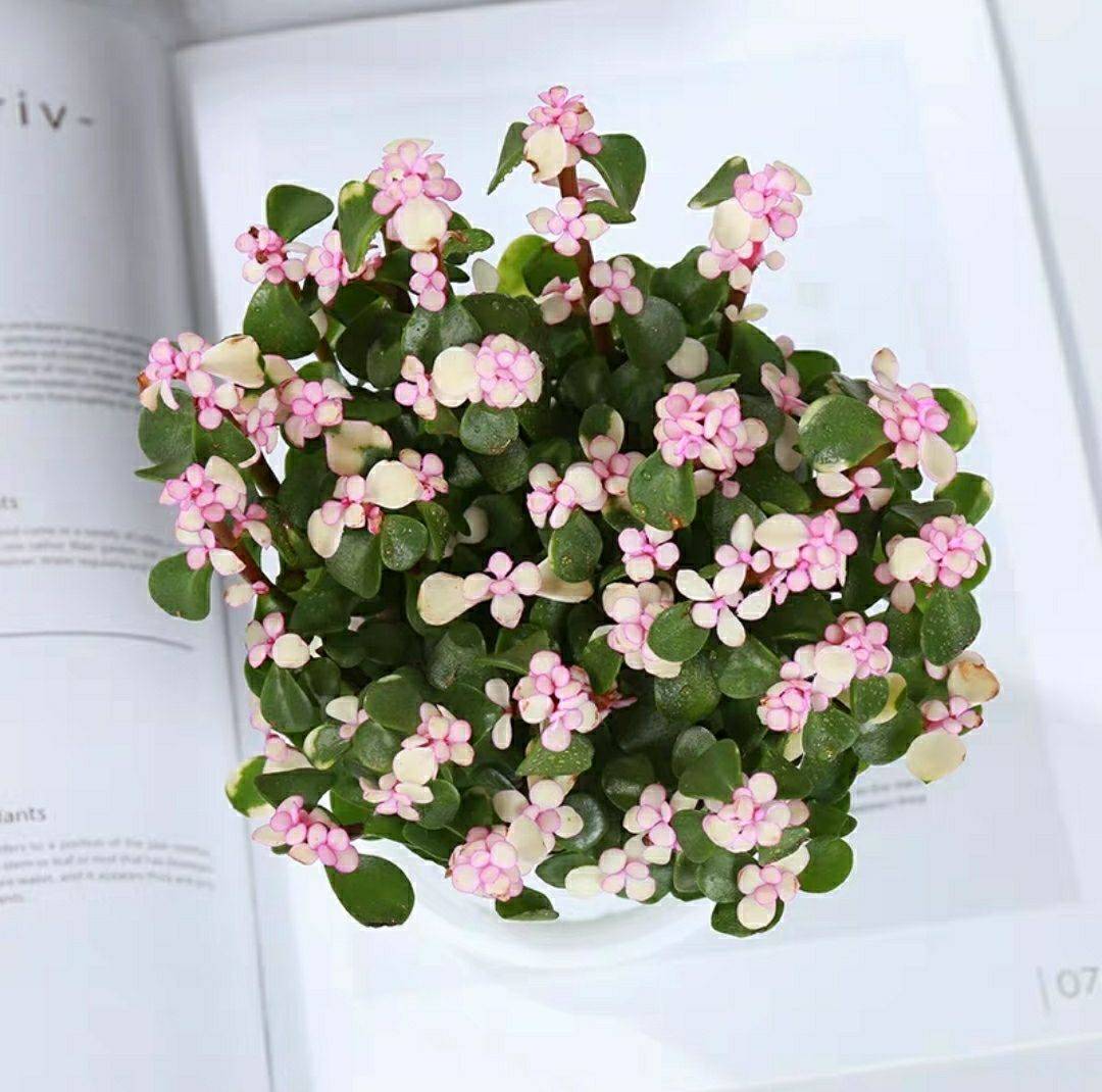 金枝玉叶雅乐之舞老桩,金枝玉叶雅乐之舞怎么养成老桩