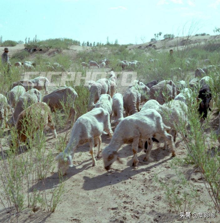 榆林市镇川镇老照片 (榆林市卫校老照片)