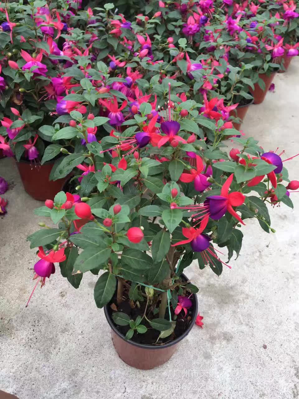 好养的盆栽花卉大全,人养花花