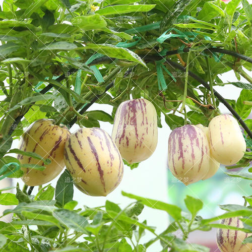 世界这么大你知道有几种水果吗,世界上都有哪些可以吃的水果