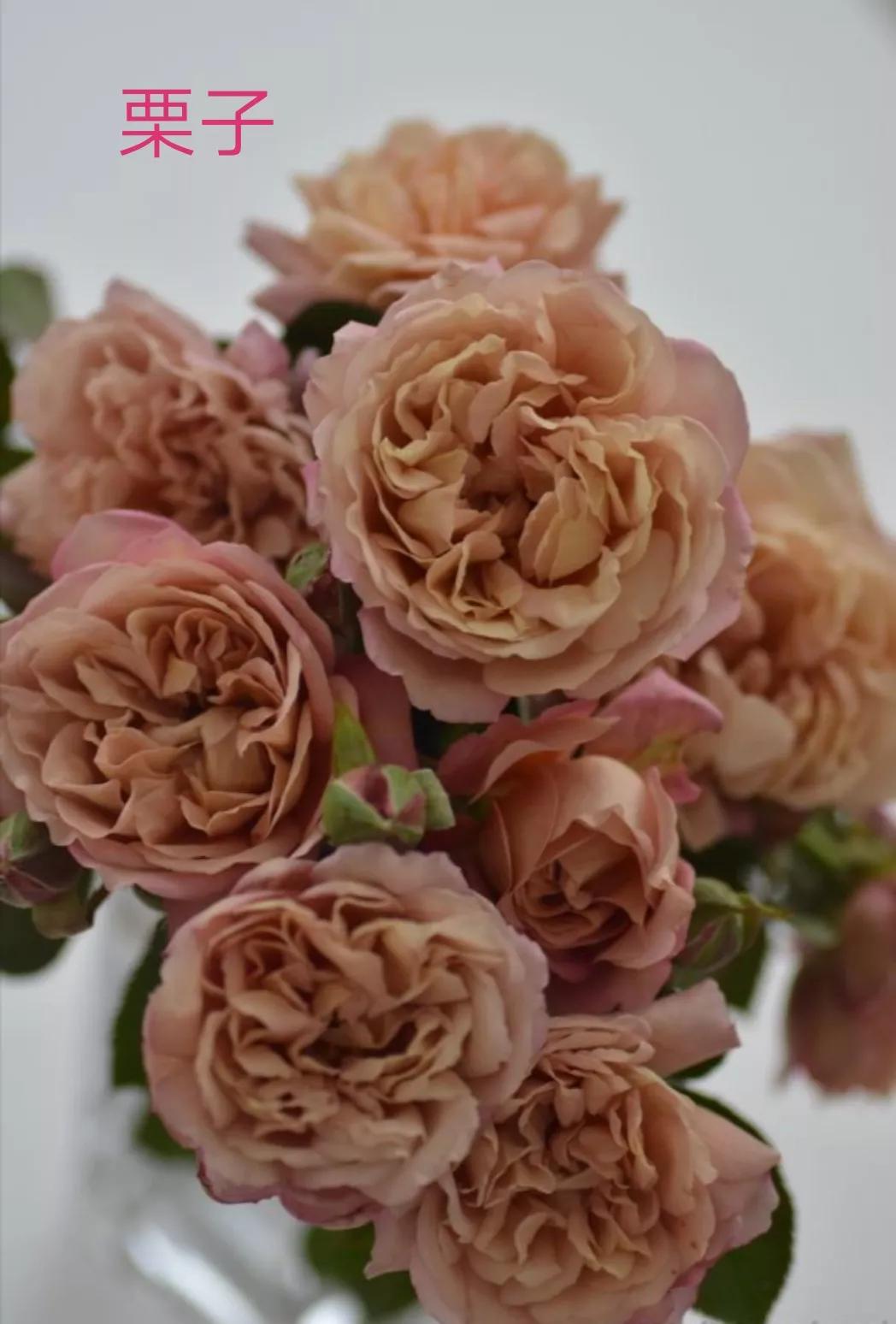 木村卓功推荐的月季,木村卓功月季