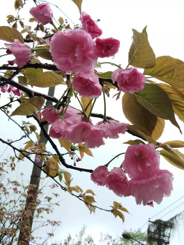 樱花雨飞儿乐队,樱花雨落