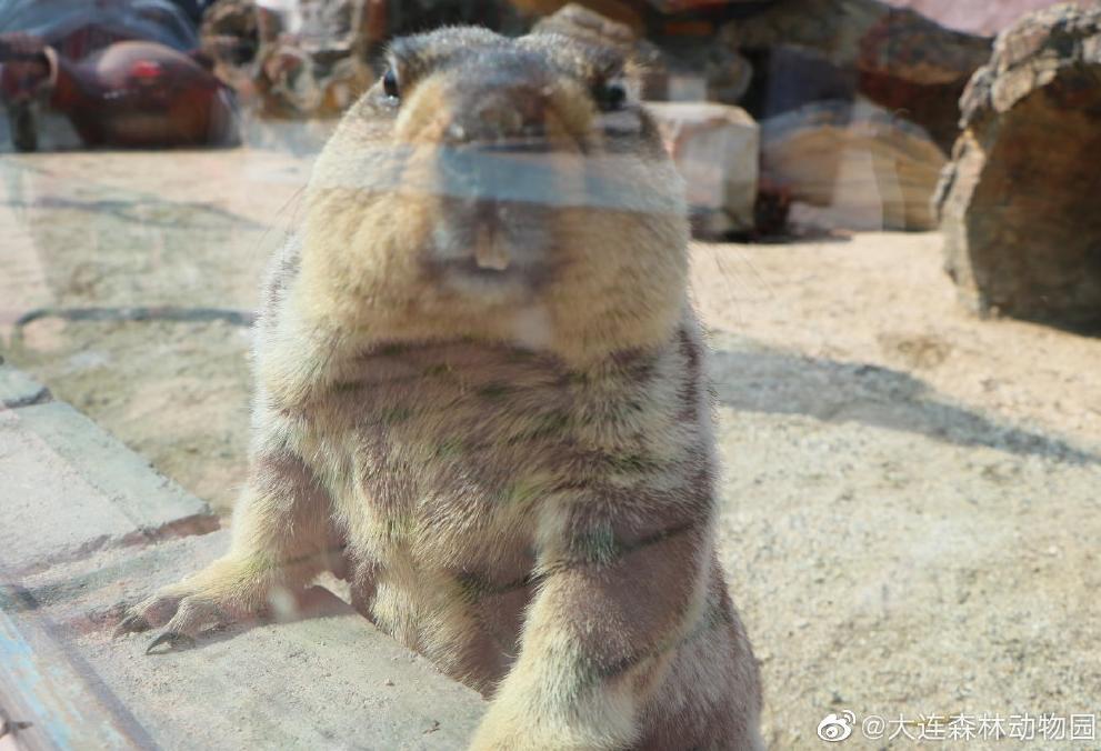 海滩再现绝美荧光海宛如蓝色星河,成都荧光海滩