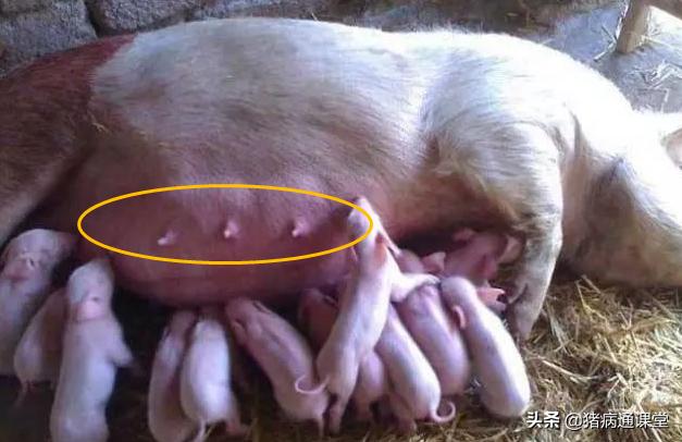 母猪产完胎衣没有下干净怎么办,母猪产后胎衣什么时候来正常