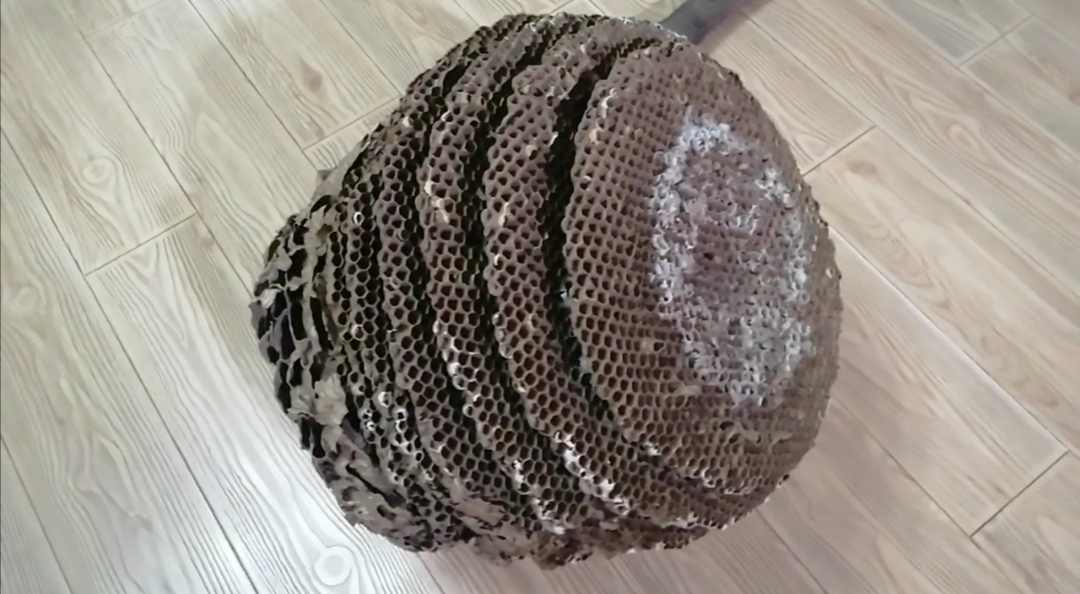 野生马蜂窝一般有多大,野生最大的马蜂窝是多大