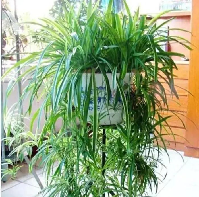 什么花怕阳光晒,什么花不怕阳光晒又不怕凉