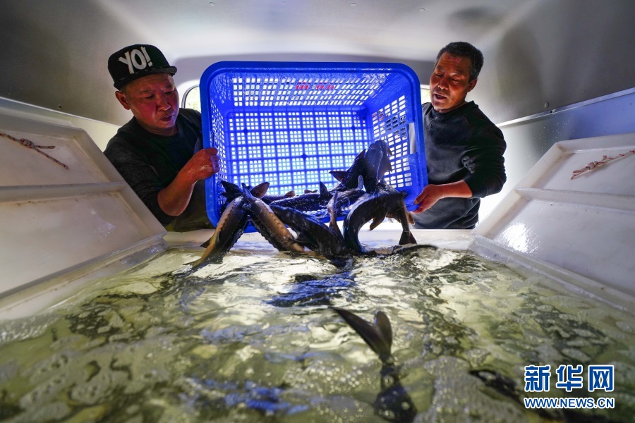 美人鱼白手起家,美人鱼创业