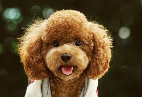 为什么泰迪犬的毛越来越白,为什么泰迪有黑棕灰