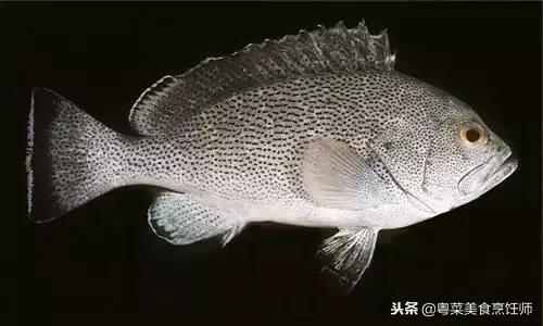 名贵海鲜干货有哪些品种,名贵海鲜水产品种类