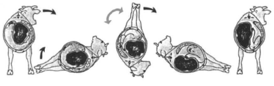韩铁柱：新产牛疾病防治