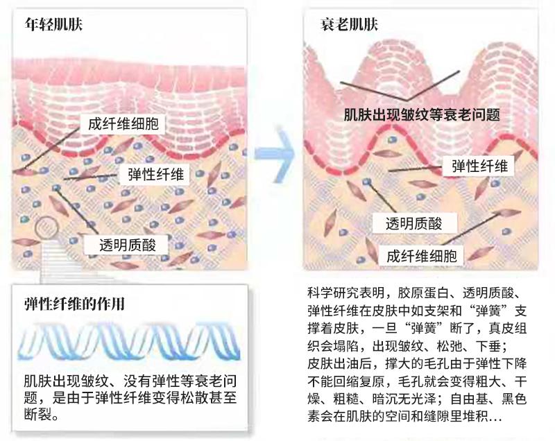 胶原蛋白到底是不是伪科学,胶原蛋白是美容还是智商税