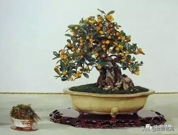 天生好养的36种盆景植物,什么植物盆景适合屋内养