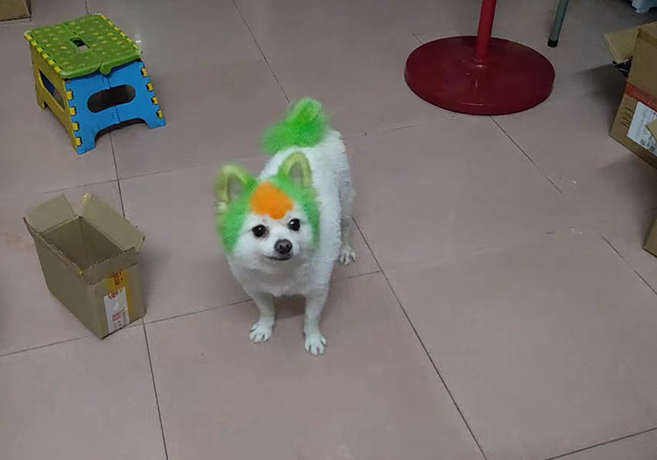 辟谣,狗狗染色用的是植物染发剂没伤害?对它你真的了解吗?