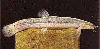 野生泥鳅品种图片大全大图,最大的泥鳅图片大全