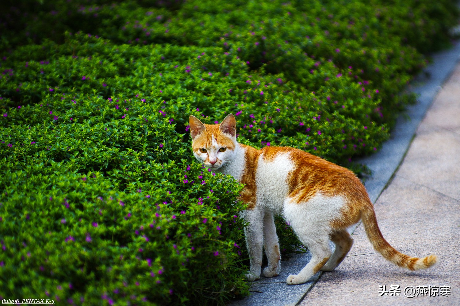 说说你用的相机,理光镜头和宾得通用吗