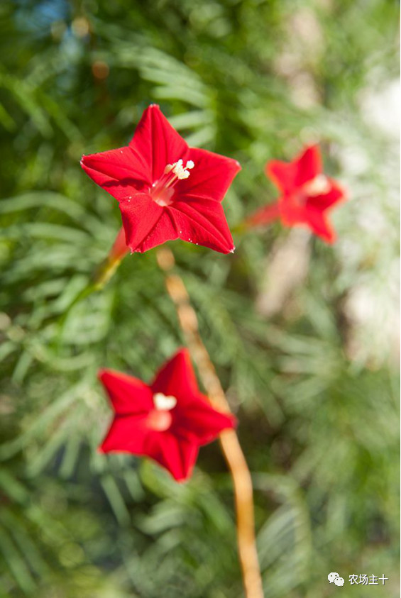 院子里种什么十多年后价值很高,院子里种什么最值钱